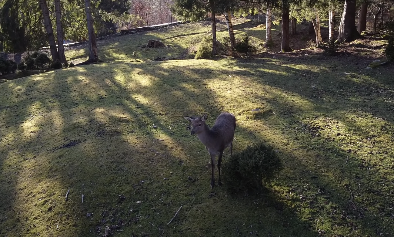 Старинные виадуки и водопады: необычные места рядом с Буковелем для незабываемого уикенда